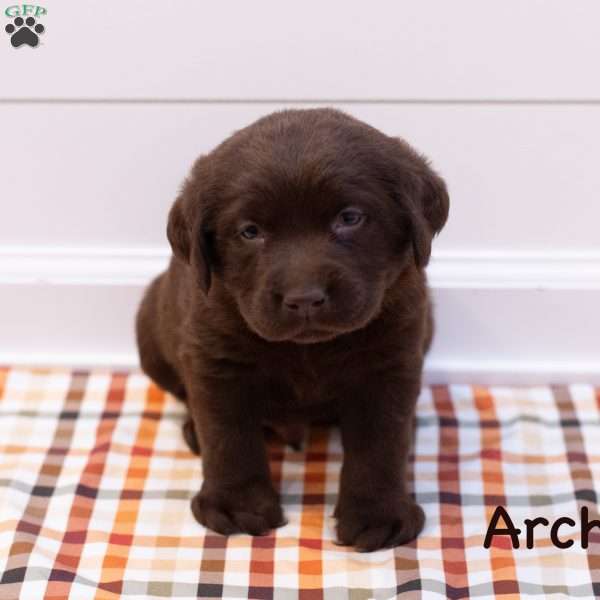 Archer, Chocolate Labrador Retriever Puppy